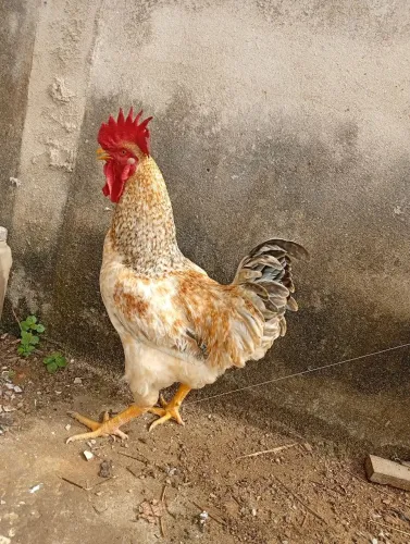 Galo, frango 