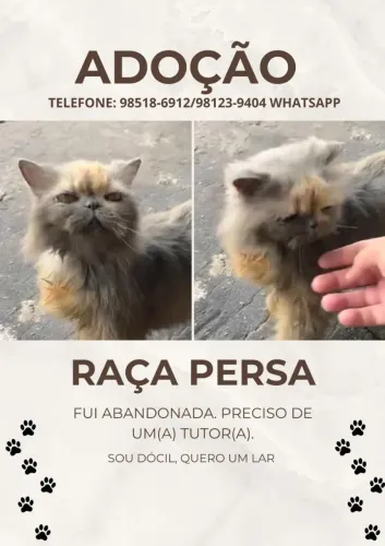 Doação gata raça persa
