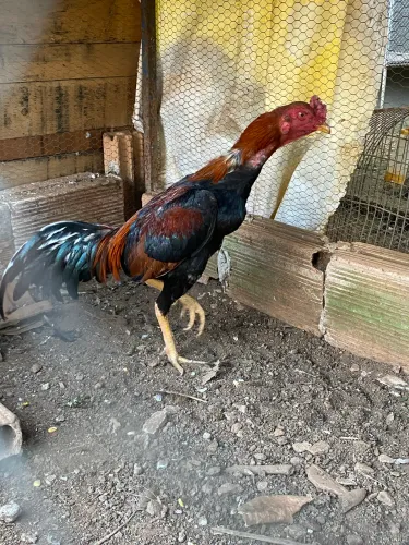 Galinha é galo índio 