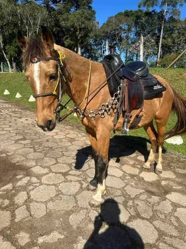 Égua Marcha picada + frete até 20km.