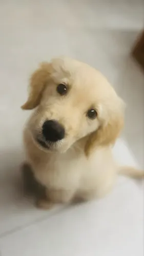 Filhote Golden