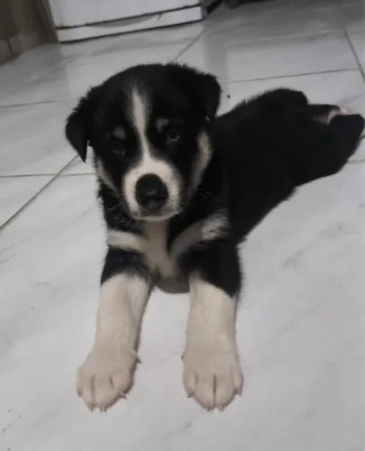 Husky siberiano filhote macho