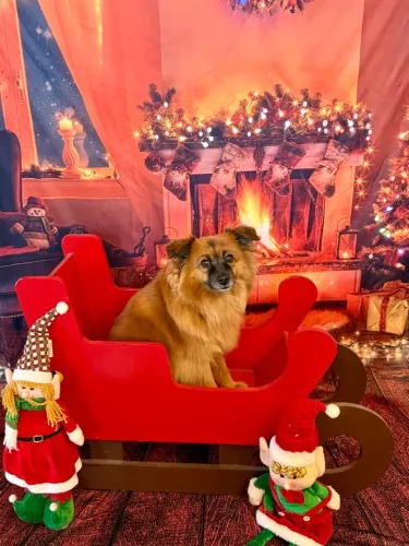 Cenário completo para foto pet