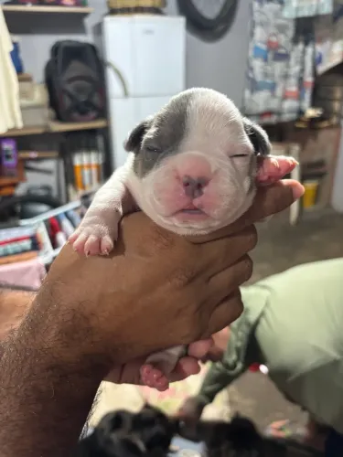 Cachorro American Bully
