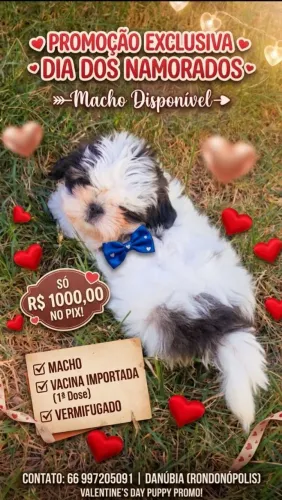 Mini shih tzu. Macho 