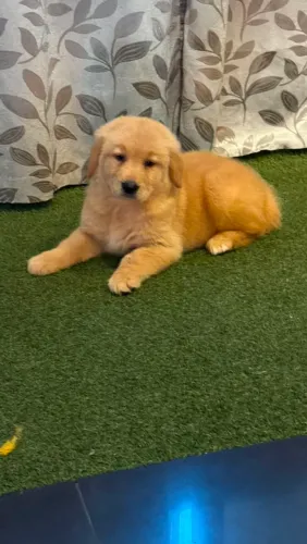 Golden Retriever maravilhosa