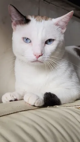 Doação Gato macho