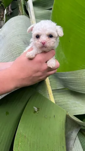 Seu próximo amigo pode ser poodle
