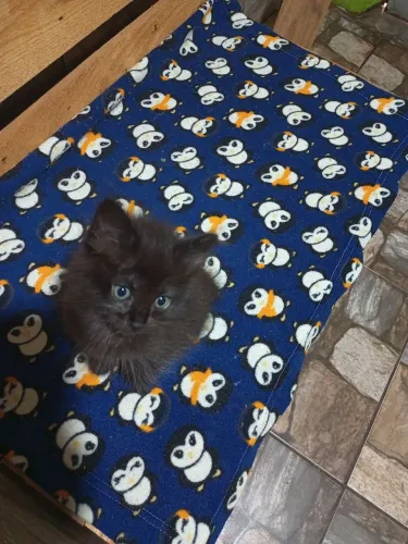 Doa-se gatinhos,duas gatinhas,porte pequeno e elas tem dois meses.