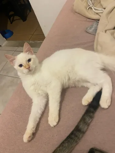 Doa-se gatinho macho doação responsável! 