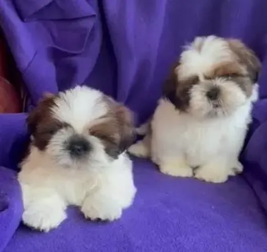 Shihtzu Mini Filhotes Super Queridos.