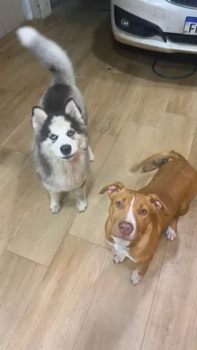 Vendo filhotes 4 meses husky e pitbull