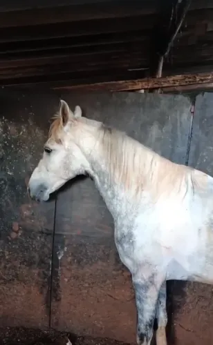 Cavalo pampa de tordilho