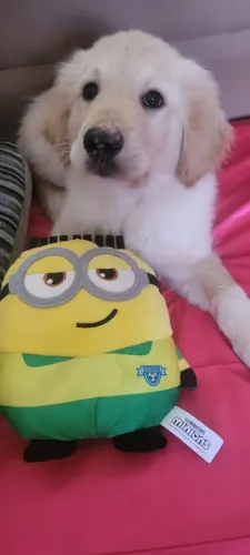 Pet ?
