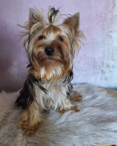 Yorkie Macho Padreador