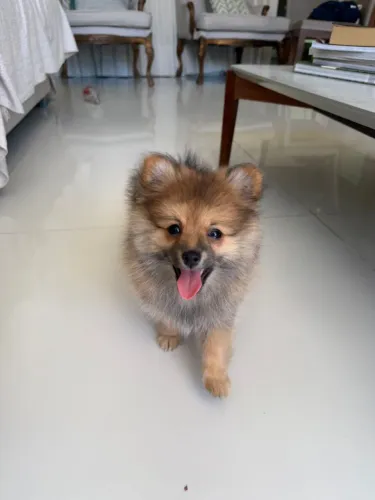 Lulu da pomerânia (splitz alemão) 