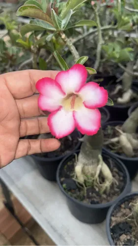 Rosa do deserto singela