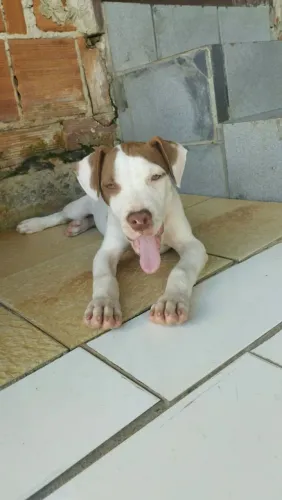 Cachorro