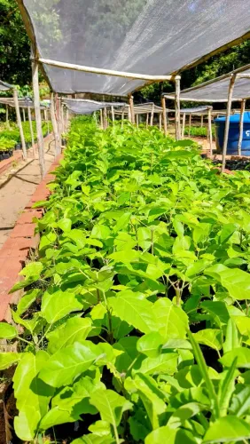 Mudas de Plantas - Pau-brasil - Ipê-roxo - Ipê-amarelo - Ipê-branco - Jatobá - Outras