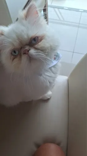 Persa macho 1 ano