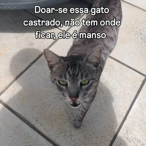 Gato adulto precisando de um lar