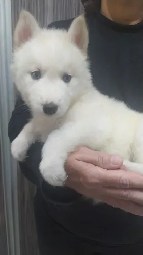 Filhote de husky Siberiano machos