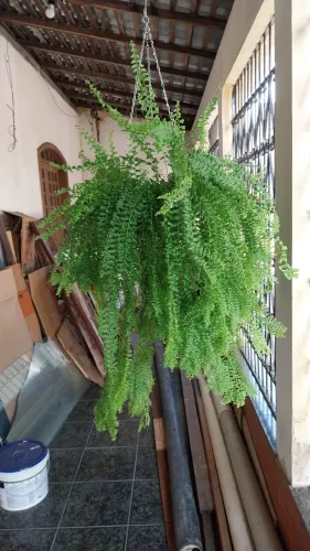 Samambaia