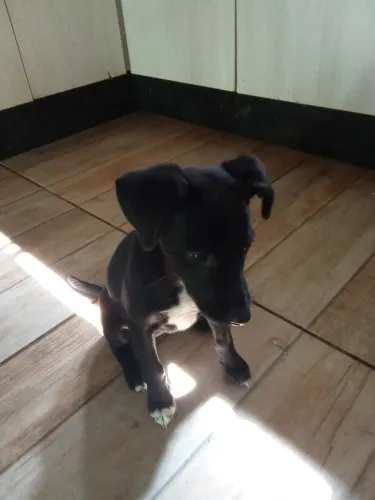 Filhote de cachorrinha