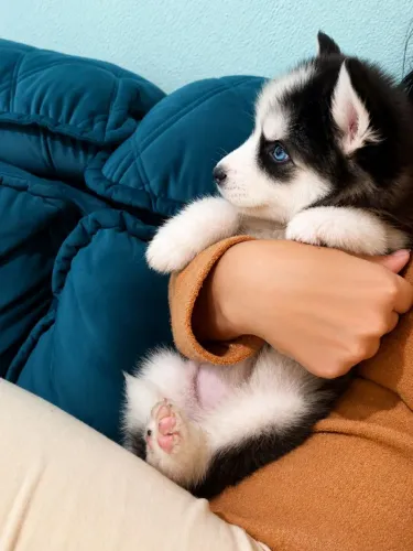 Husky Siberiano Filhote