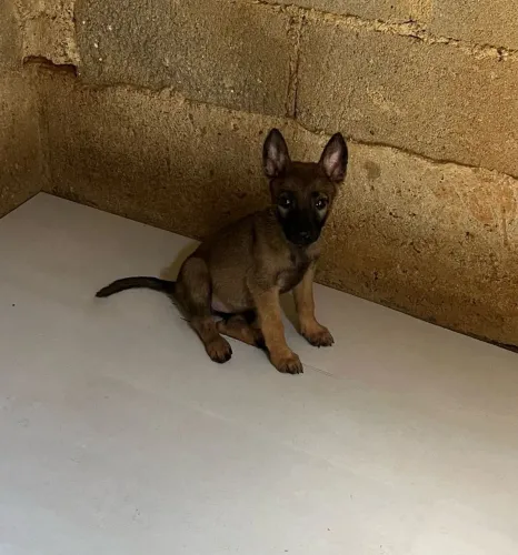 Cadela pastor belga malinois 
