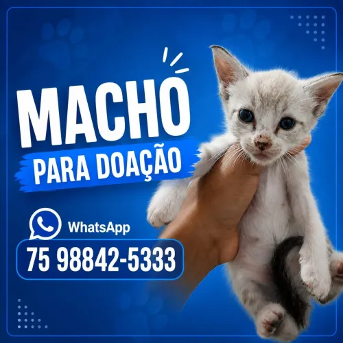 Gatinho para adoção