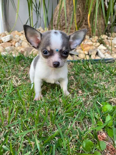 chihuahua 