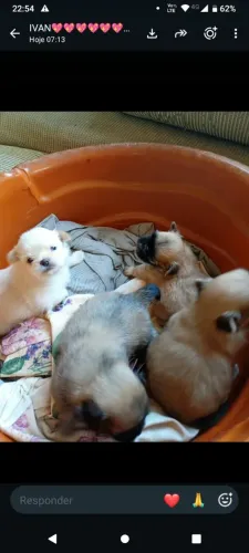 Lindos ? de shih tzu