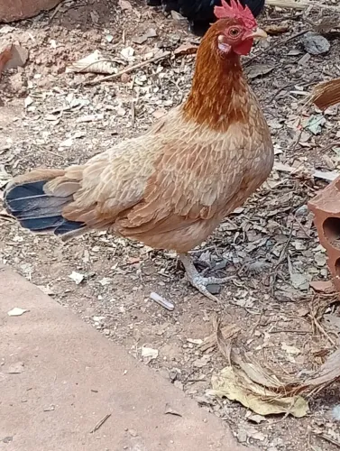 Galinha 