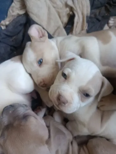 Filhote Pitbull puro olhos azul lindos