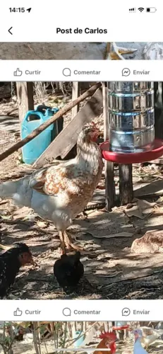 Tenho galo,galinha,pintinhos e ovos de galinha gsb.