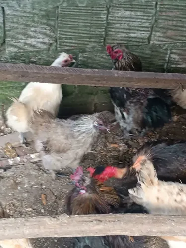 Galinhas sedosas