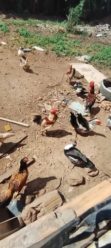 Patos