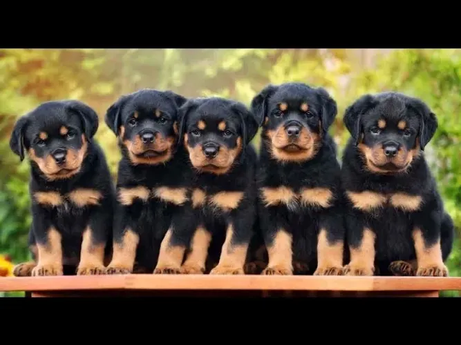 Rottweiler Porte grande pedigree opcional