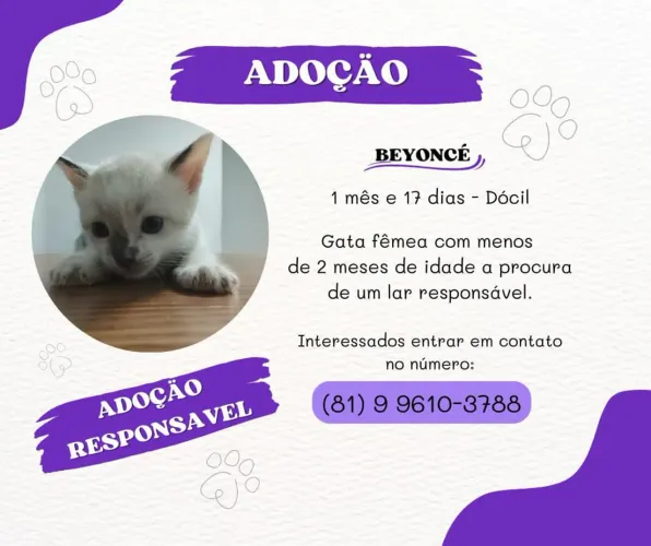 Adoção responsável - Gata