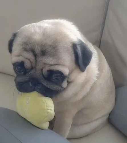 Filhotes de Pug | Carinho que deixa o dia leve.