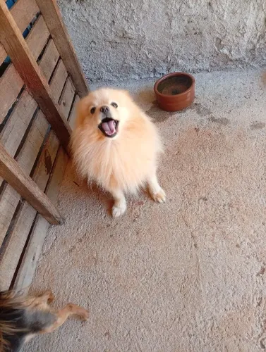 Spitz alemão adulto 3 anos e meio 