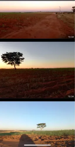 Fazenda de cana campo florido