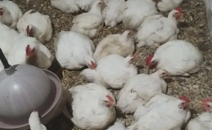 Frangos R$ 11 por kg
