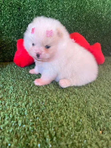 Lulu da pomerania fêmea