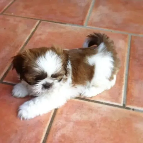 Filhote shih tzu, Seu novo melhor amigo peludo te espera com muito amor!