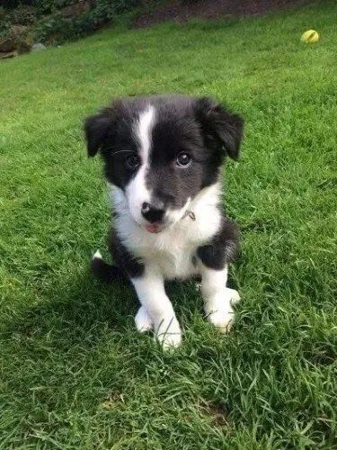 Filhotes de Border Collie | Um filhote para chamar de seu!