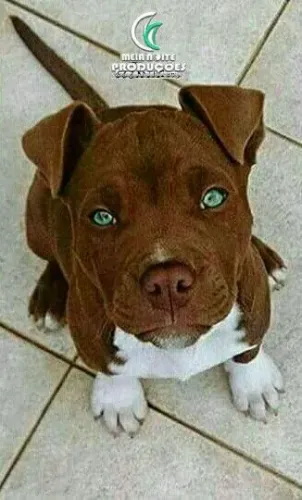 Filhote de Pitbull com olhos verde 