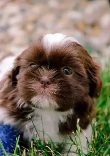 Shih-Tzu: Filhotes Macho e Fêmea, Branco, Chocolate, Branco e Dourado 