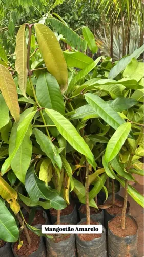 Mudas de Mangostão Amarelo - Qualidade Premium